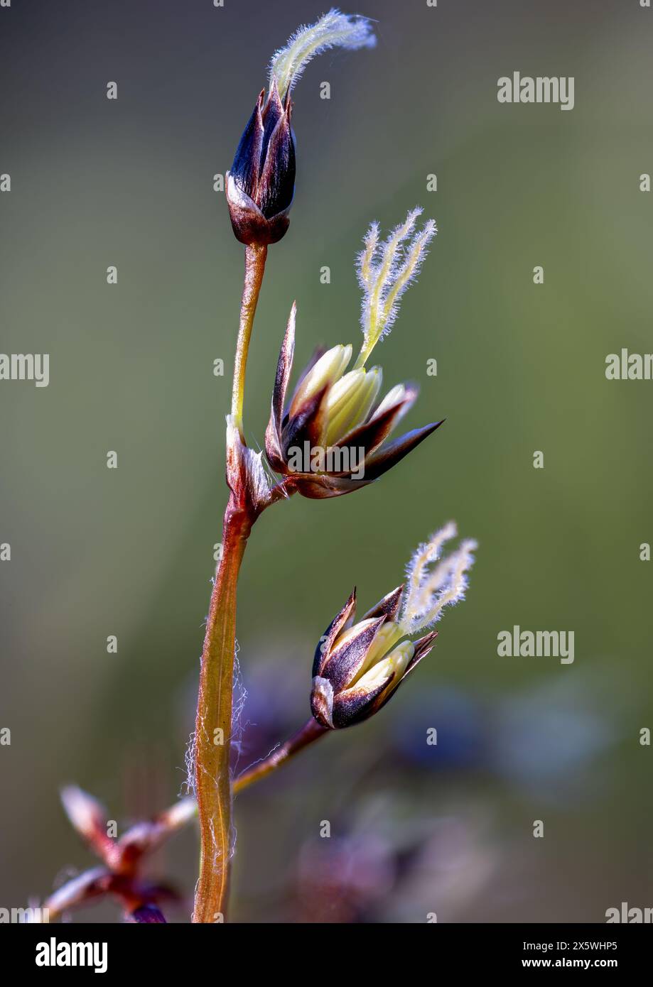 Hairy wood-rush flowering Stock Photo