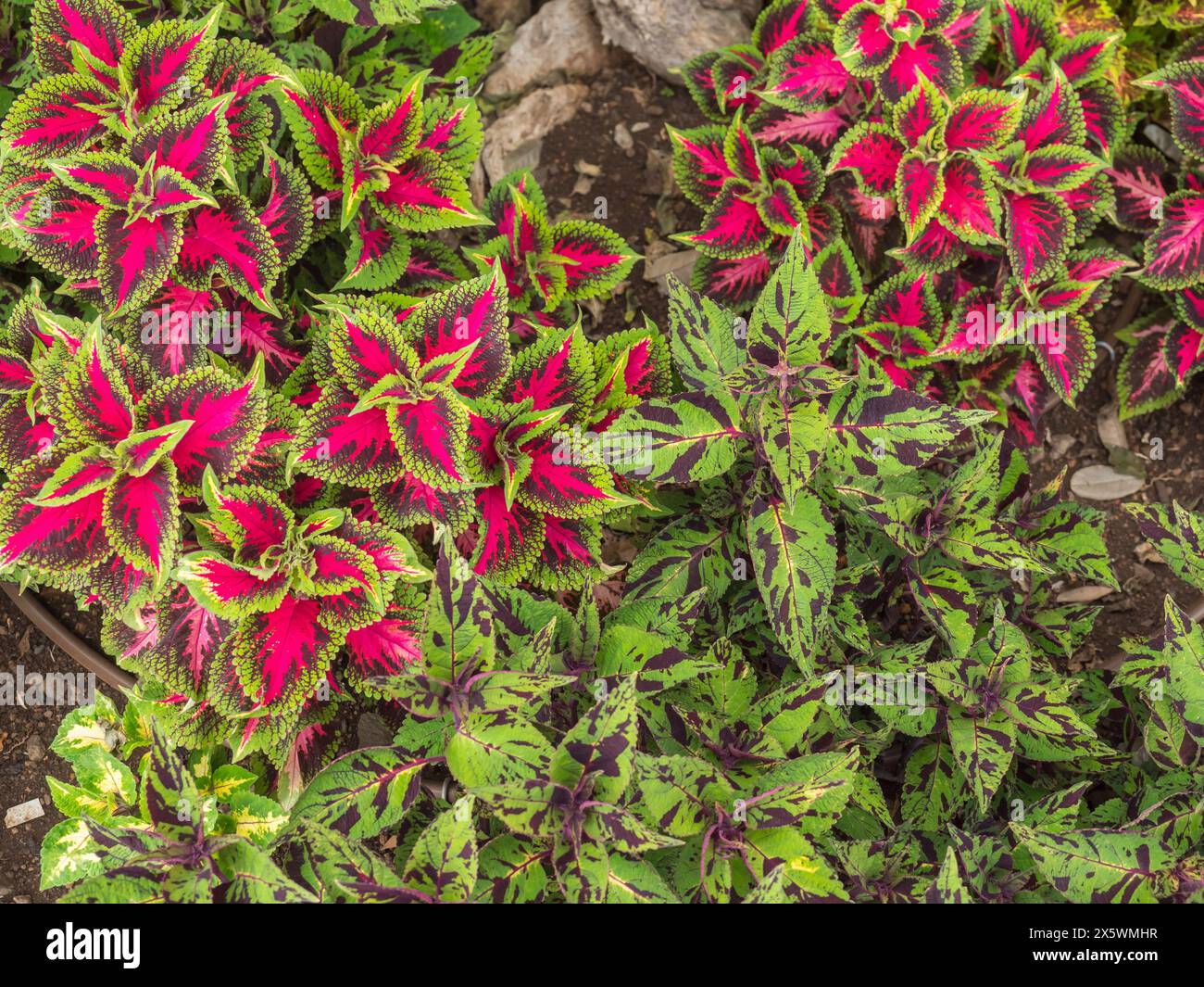 Vibrant pink, purple, and green leaves of Painted Nettle Coleus scutellarioides,, Solenostemon. beautiful flower pattern Stock Photo