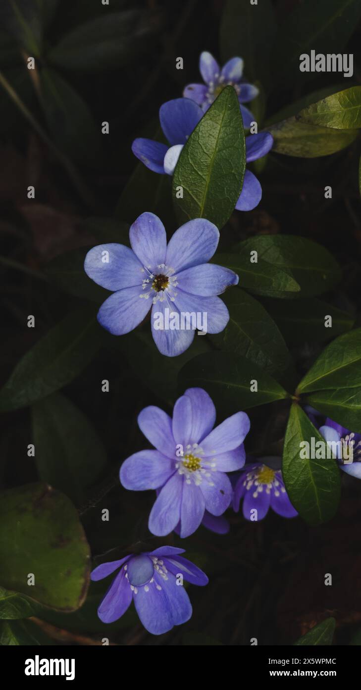 Beautiful blue flowers in forest Stock Photo - Alamy