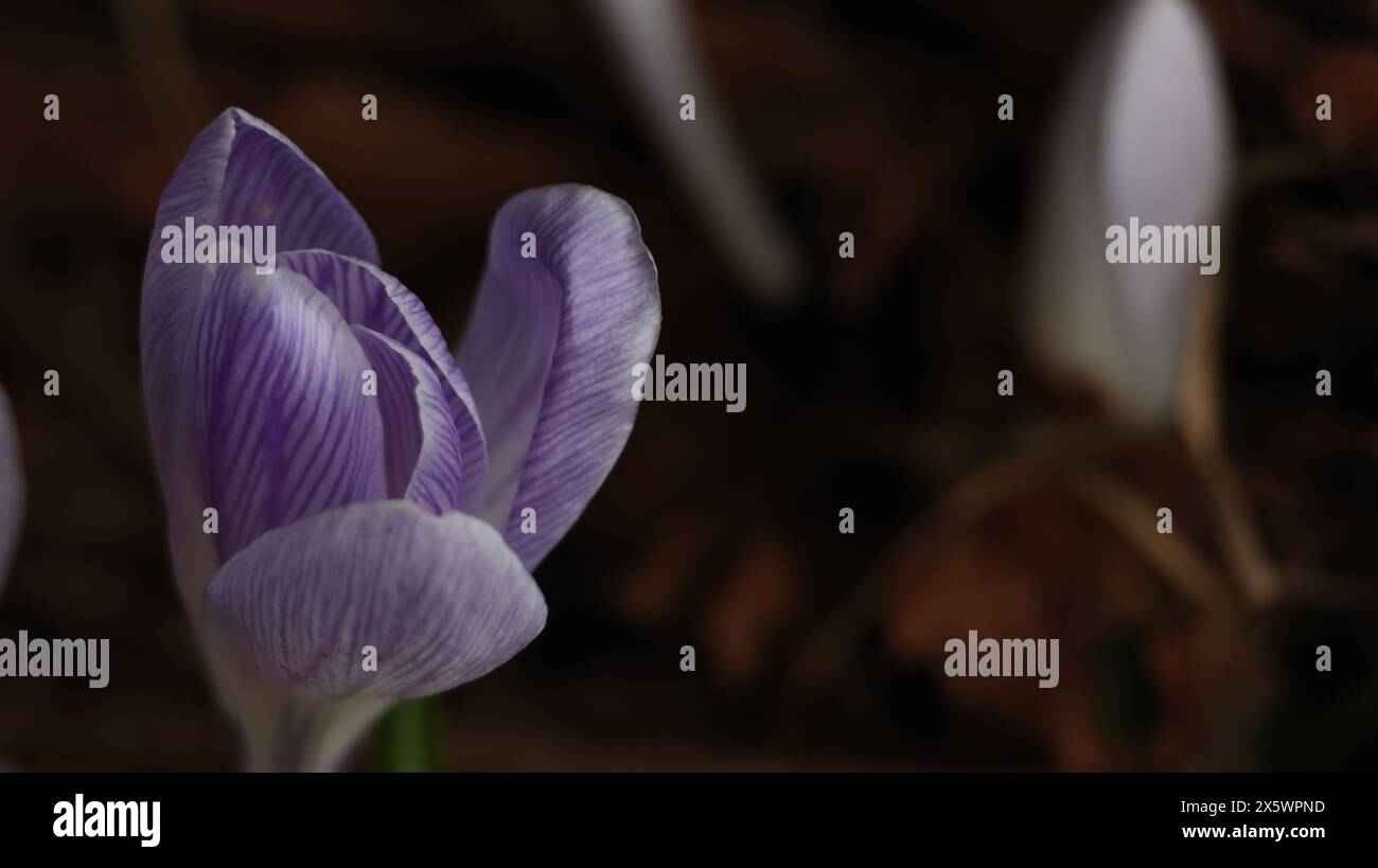 Beautiful blue flowers in forest Stock Photo - Alamy