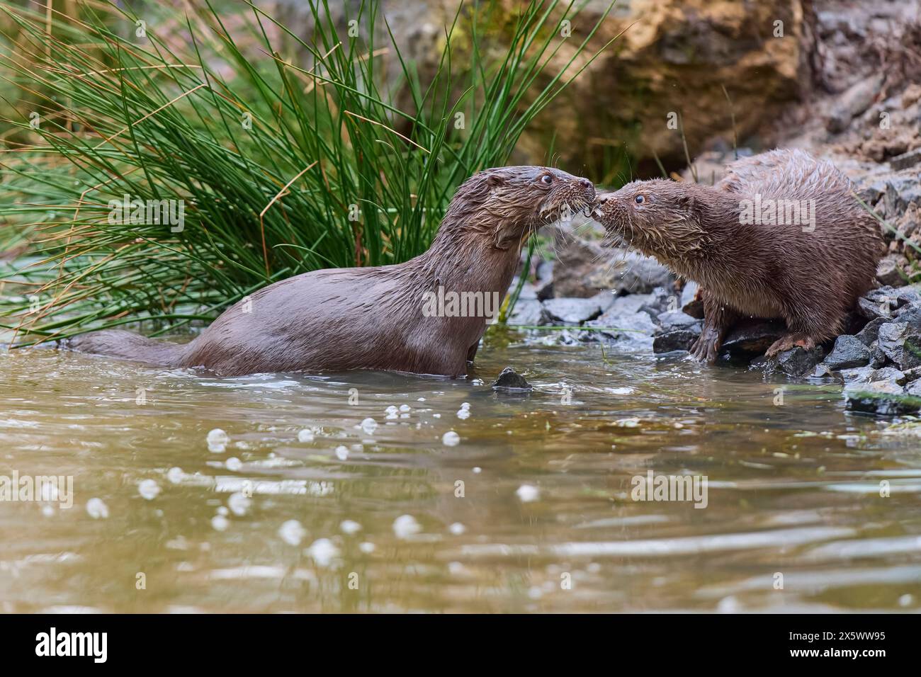 European Otter Lutra Lutra Two Animals On Lakeside Stock Photo Alamy european-otter-lutra-lutra-two-animals-on-lakeside-stock-photo-alamy
