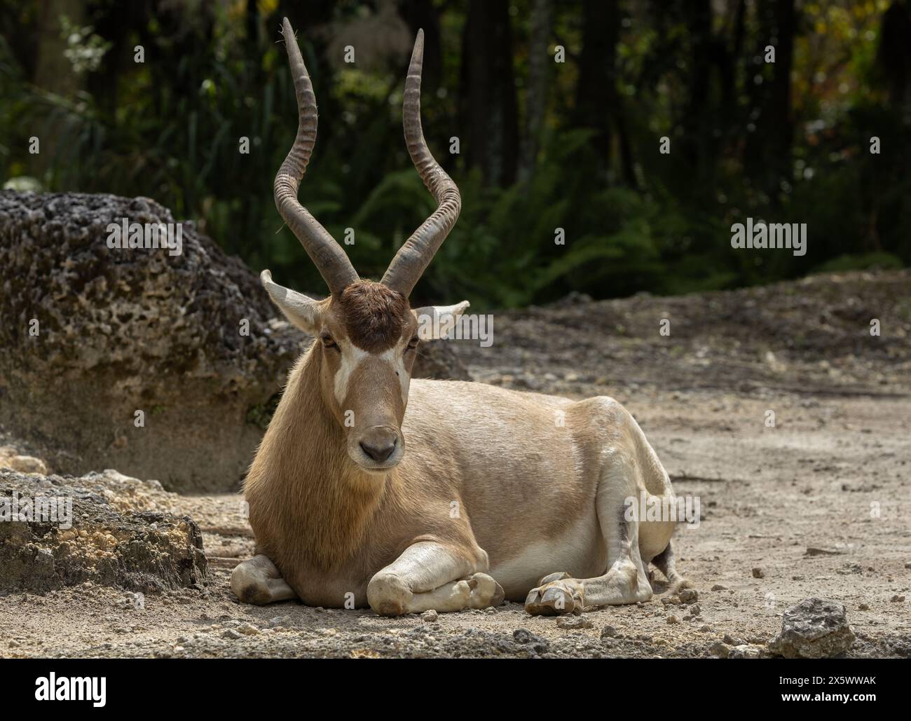 Addax Antelope Stock Photo