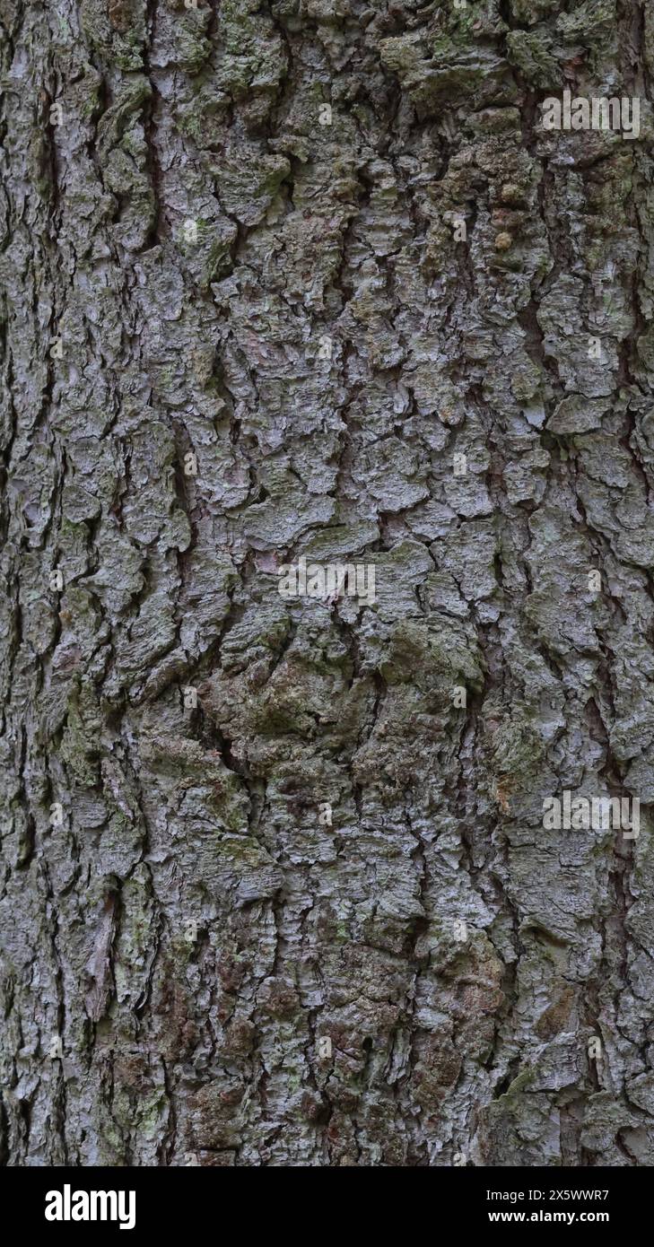 Realtree Timber Texture Wooden texture, real trees Stock Photo - Alamy