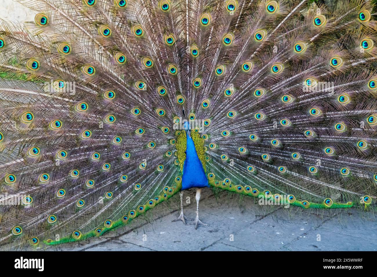 Peacock Santa Maria The Plumage of Panic