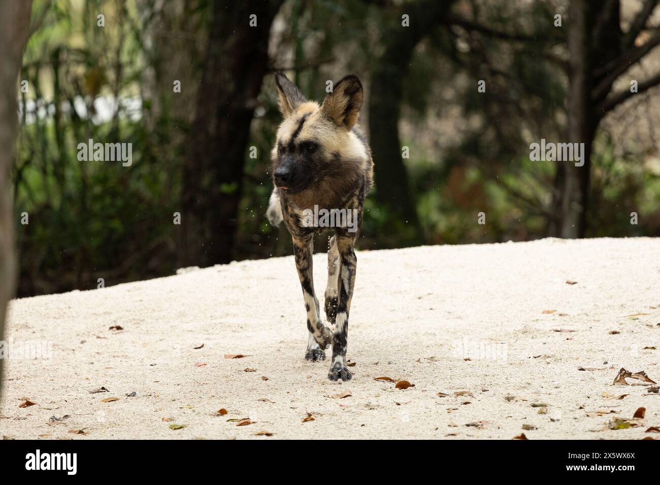 African Wild Dog Stock Photo - Alamy