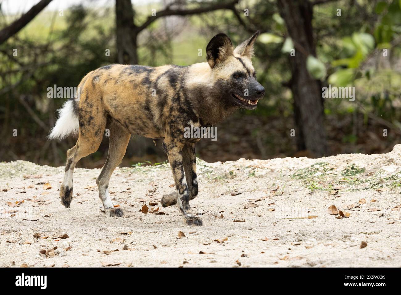 African Wild Dog Stock Photo - Alamy