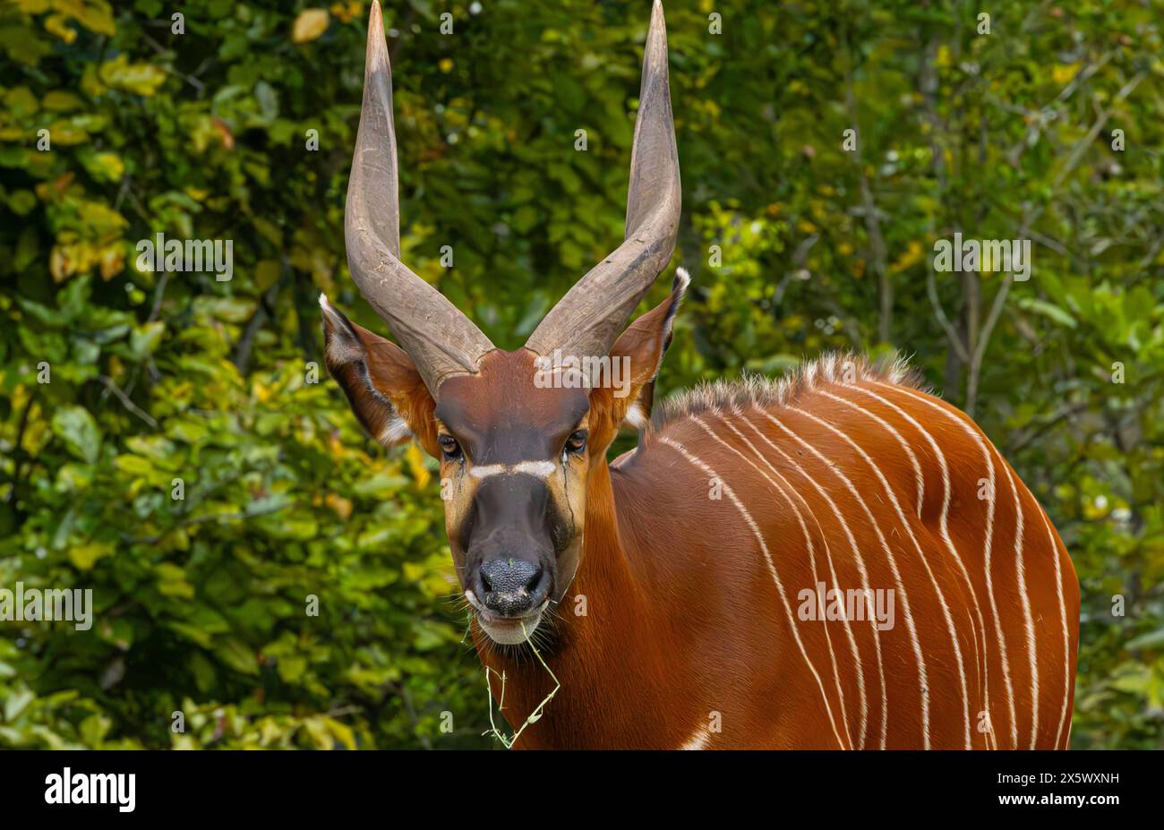 Bongo Antelope Stock Photo