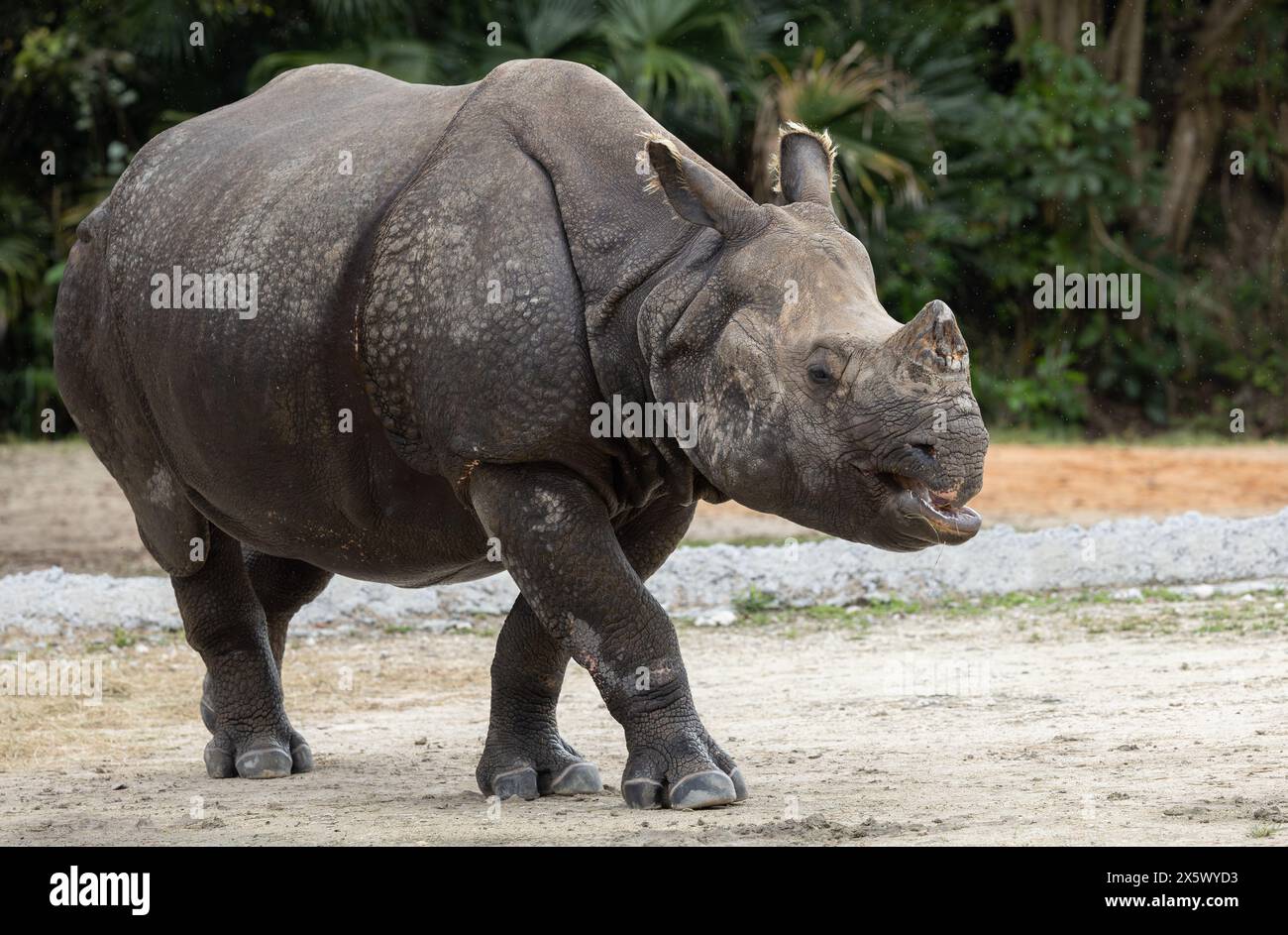 Greater One-Horned or Indian Rhinoceros Stock Photo
