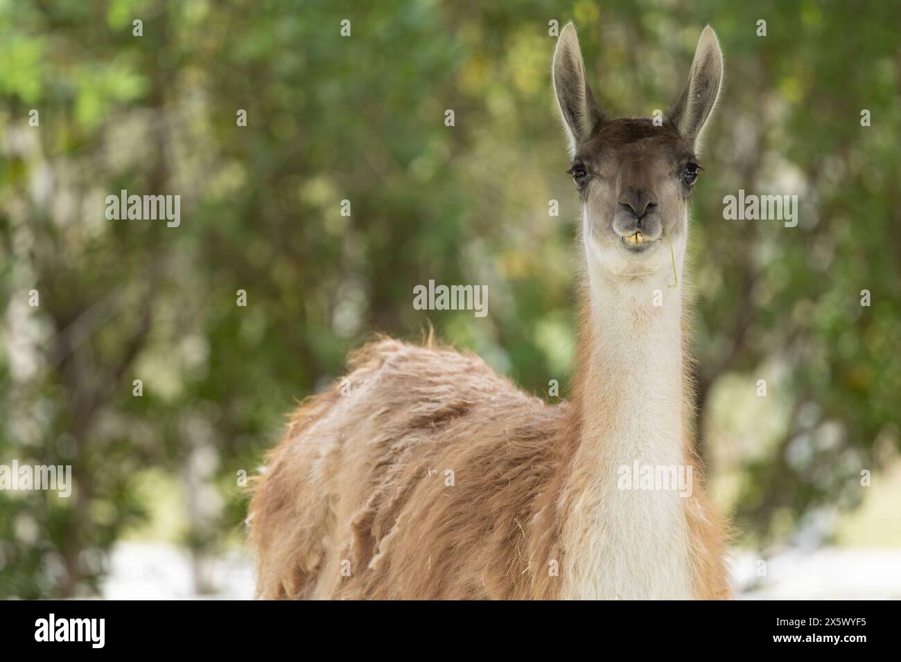 Llama or Lama Stock Photo