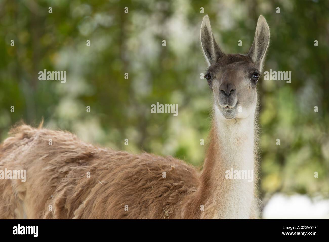 Llama or Lama Stock Photo