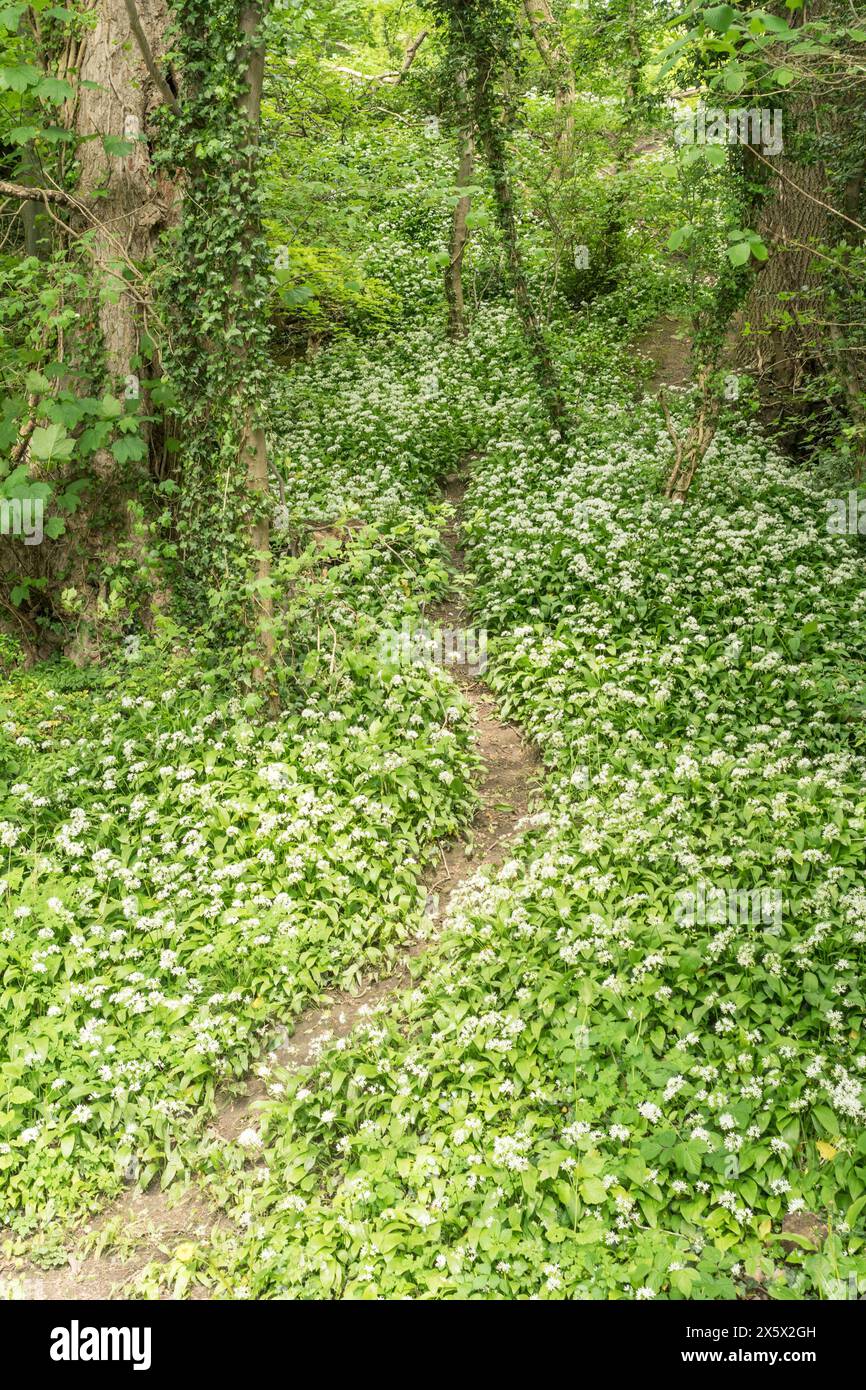 A winding path through wild garlic (Allium ursinum), England, UK Stock Photo