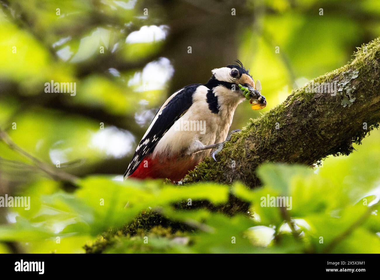 Hanau, Germany. 11th May, 2024. A great spotted woodpecker sits on a branch. It is holding its prey in its beak. Credit: Lando Hass/dpa/Alamy Live News Stock Photo