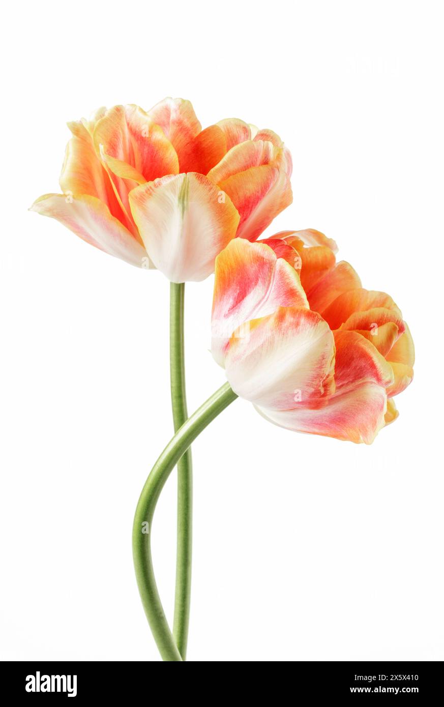 Two double tulips [La Belle Epoque] isolated on white background Stock Photo