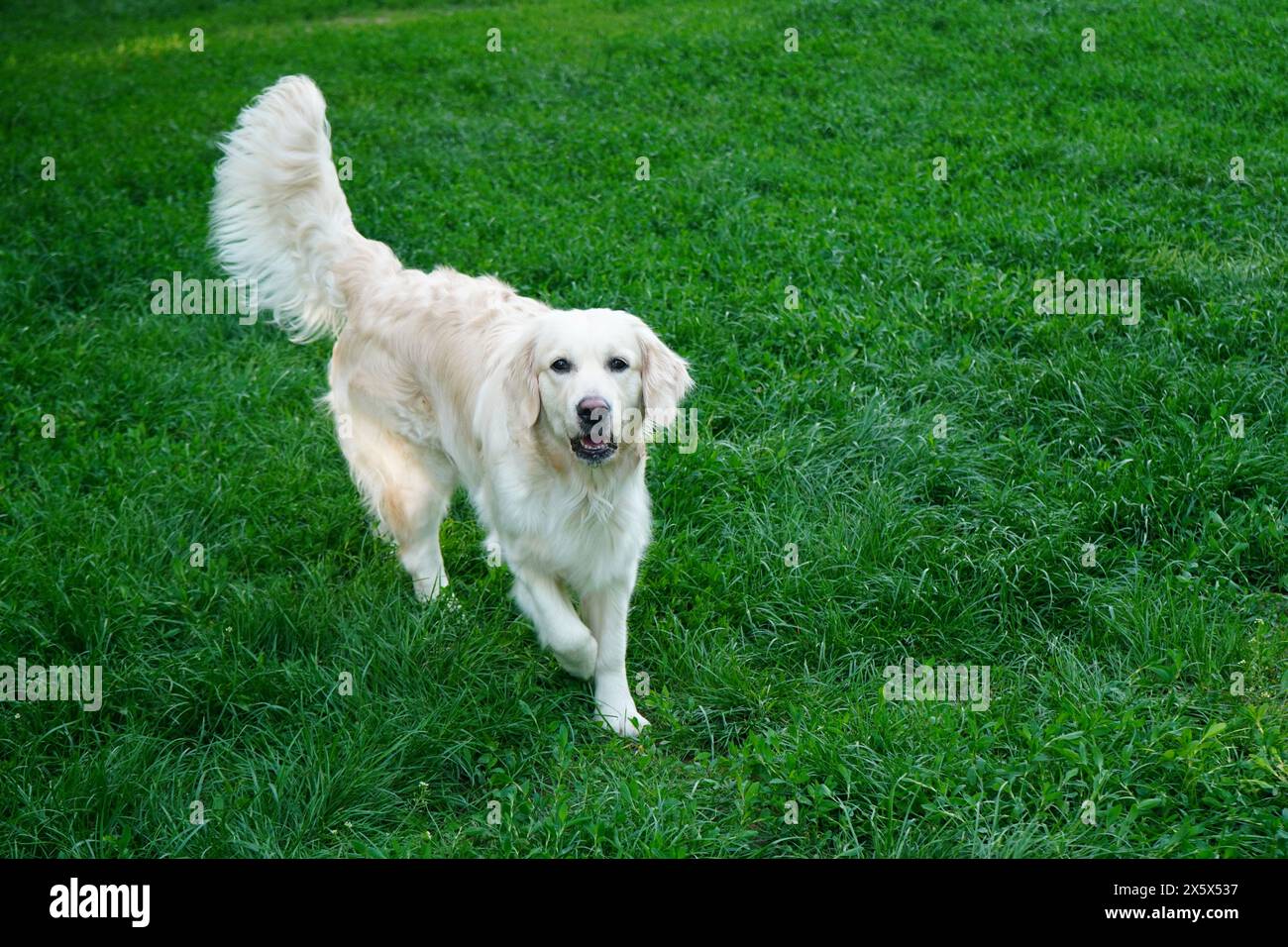 Golden retriever in the park hi-res stock photography and images - Alamy
