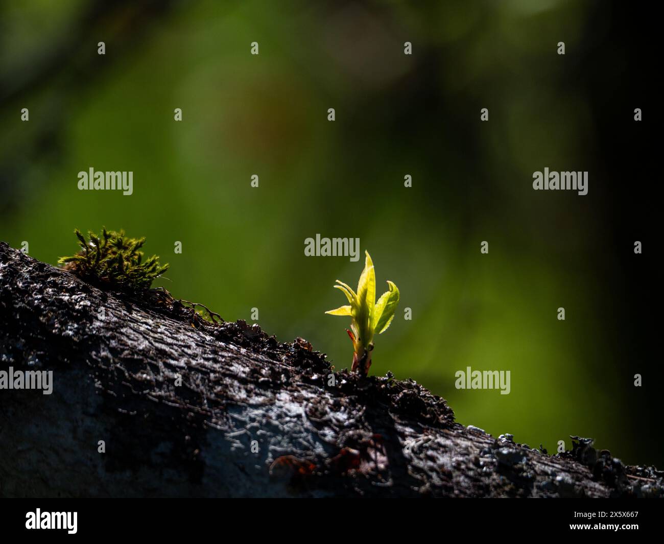 Tree trunk new growth hi-res stock photography and images - Alamy