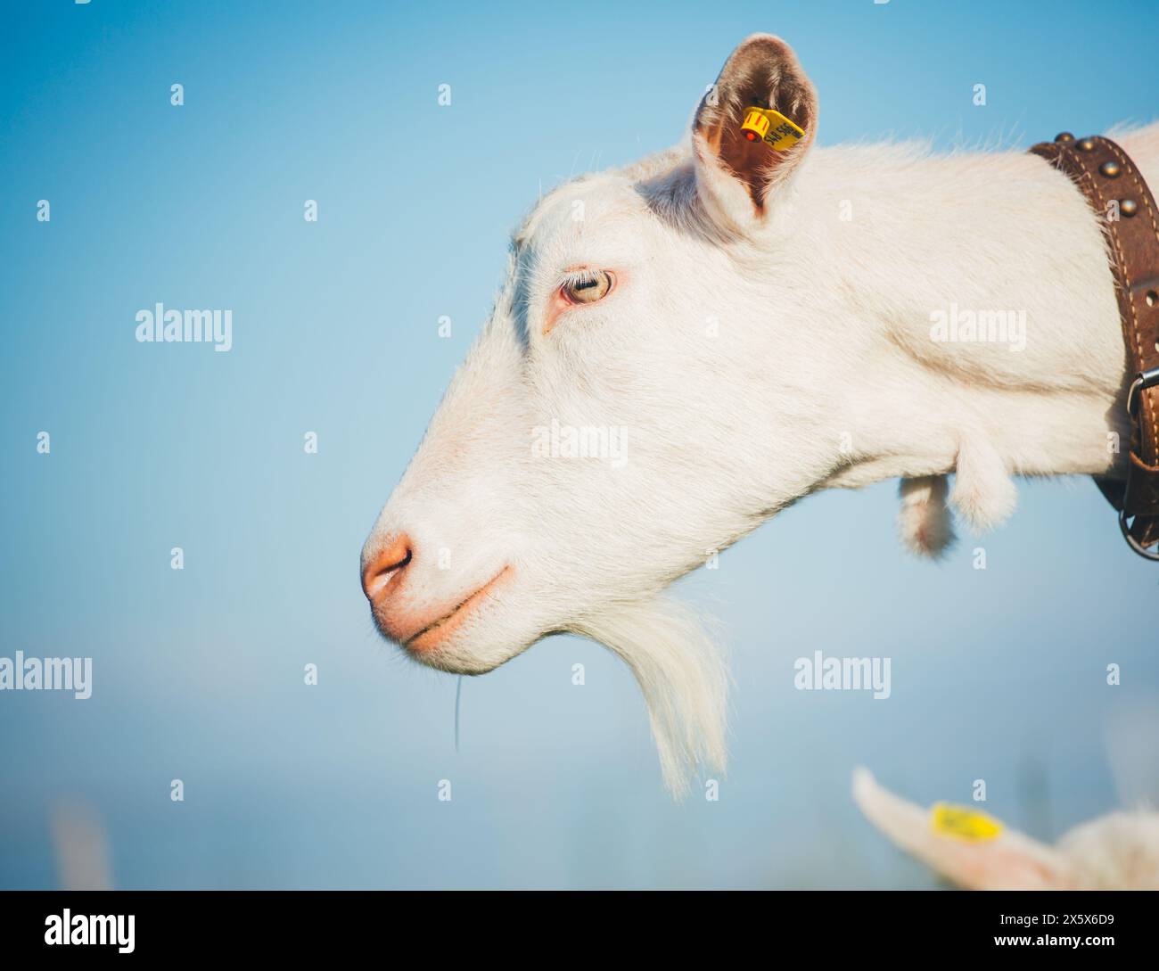 Female Saanen goat Stock Photo
