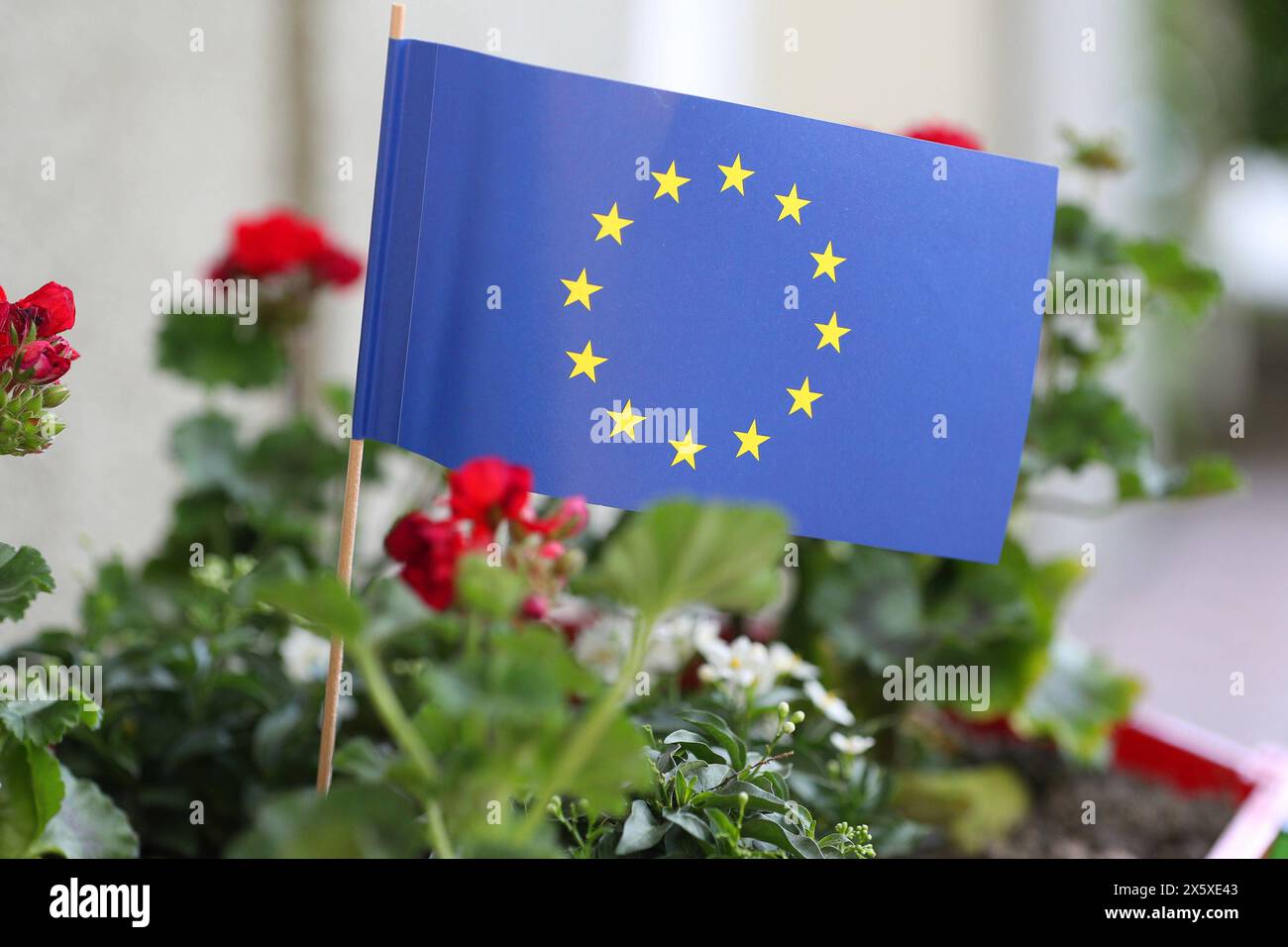 09.05.2024, Dortmund, Europaflagge zwischen Blumen Nordrhein-Westfalen Deutschland *** 09 05 2024, Dortmund, European flag between flowers North Rhine-Westphalia Germany Stock Photo