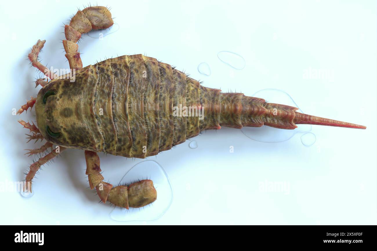 A 3D illustration Eurypterus Remipes up-close. Eurypterus is an extinct genus of eurypterid, a group of organisms commonly called "sea scorpions". The Stock Photo