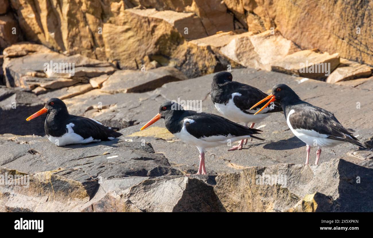 Small flock of oyster catcher wading birds on rocks in the sunshine ...