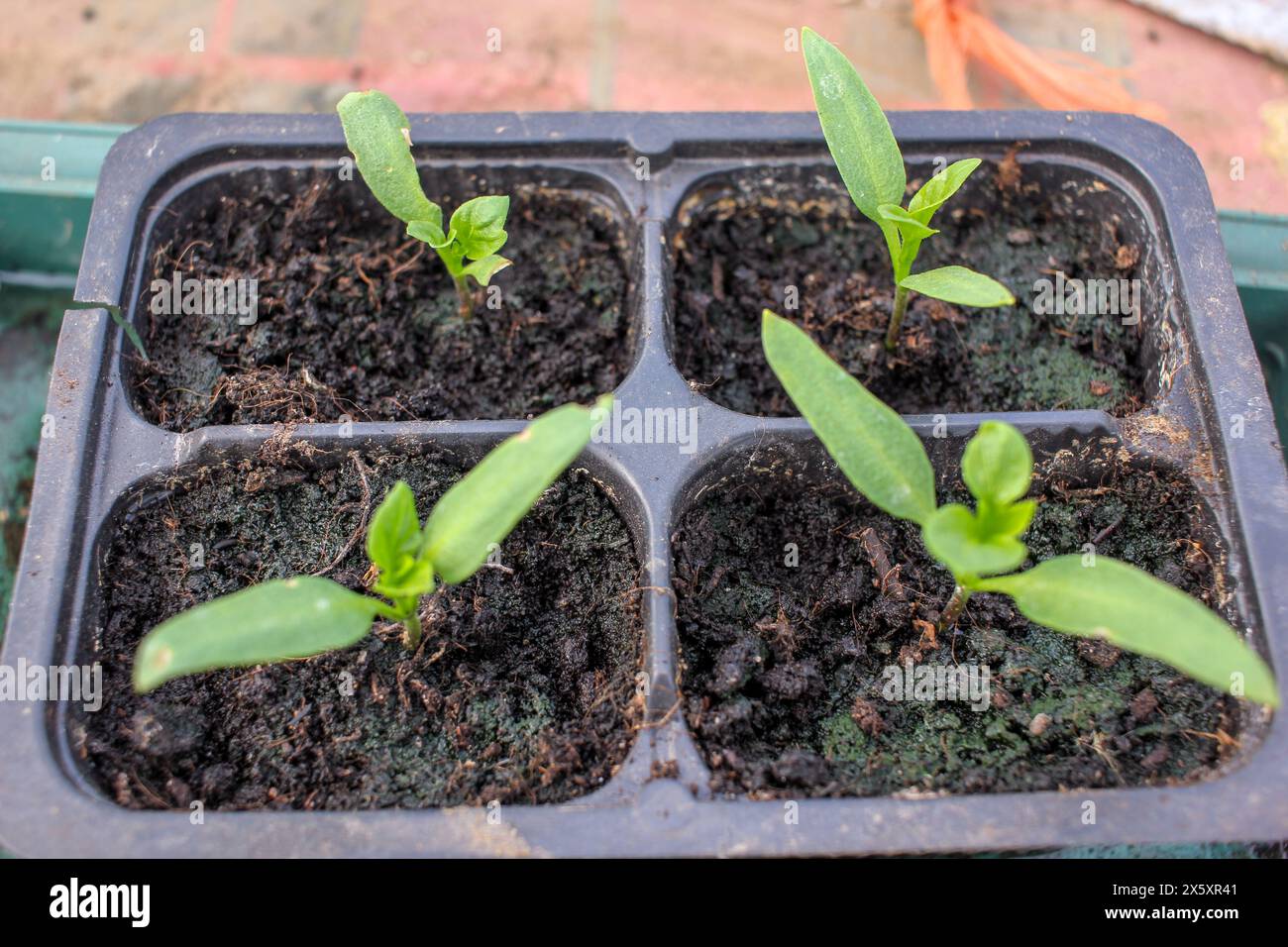 four organic peppers starting to grow in a greenhouse Stock Photo