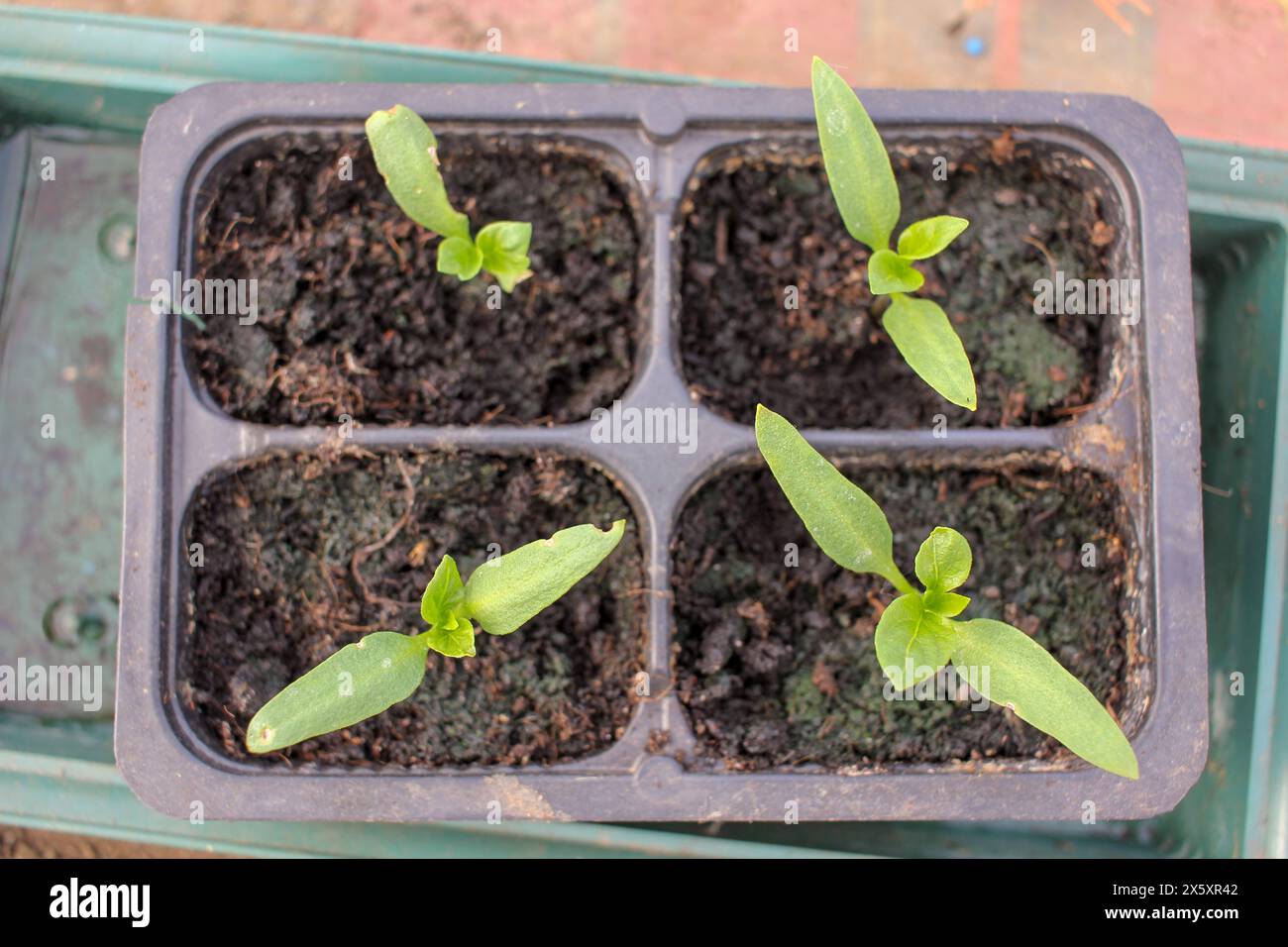 organic peppers growing fast in a greenhouse Stock Photo