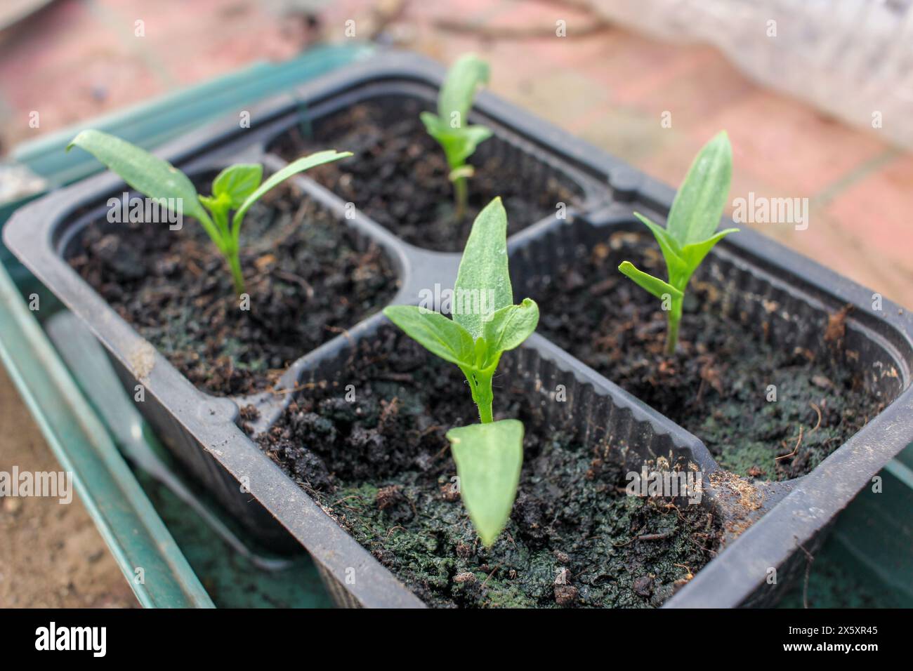 organic peppers planted from seeds in a greenhouse Stock Photo