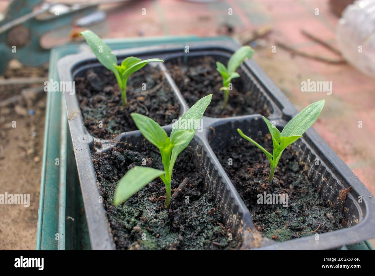 organic peppers growing fast from seeds Stock Photo