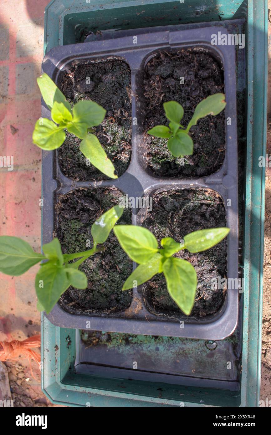organic peppers starting to grow at home Stock Photo