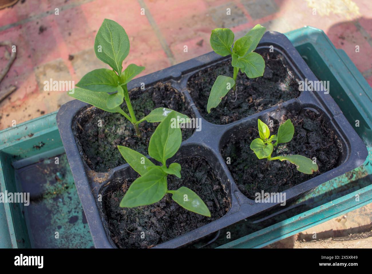 organic and healthy peppers growing fast at home Stock Photo