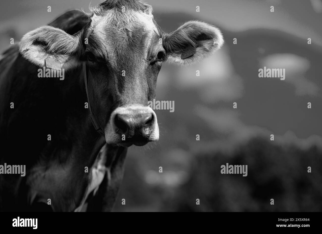 Jersey cow grazing Black and White Stock Photos & Images - Alamy