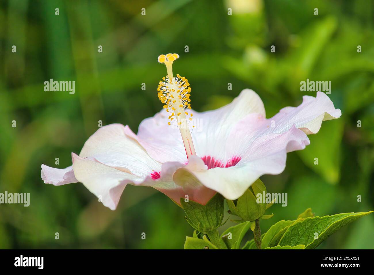 Pink hibiscus flower hi-res stock photography and images - Alamy