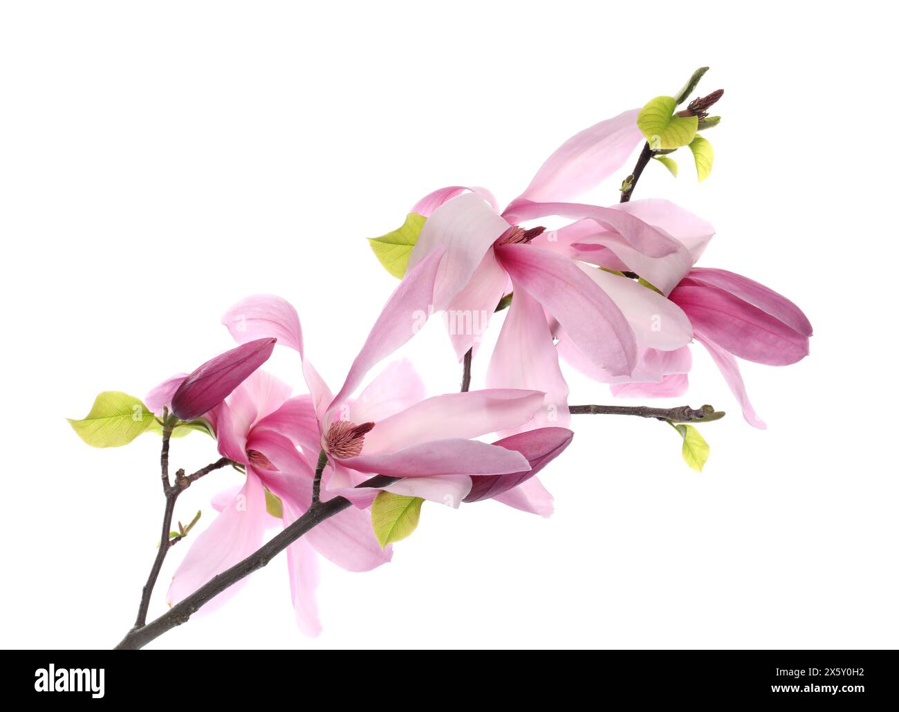 Beautiful pink magnolia flowers isolated on white Stock Photo - Alamy