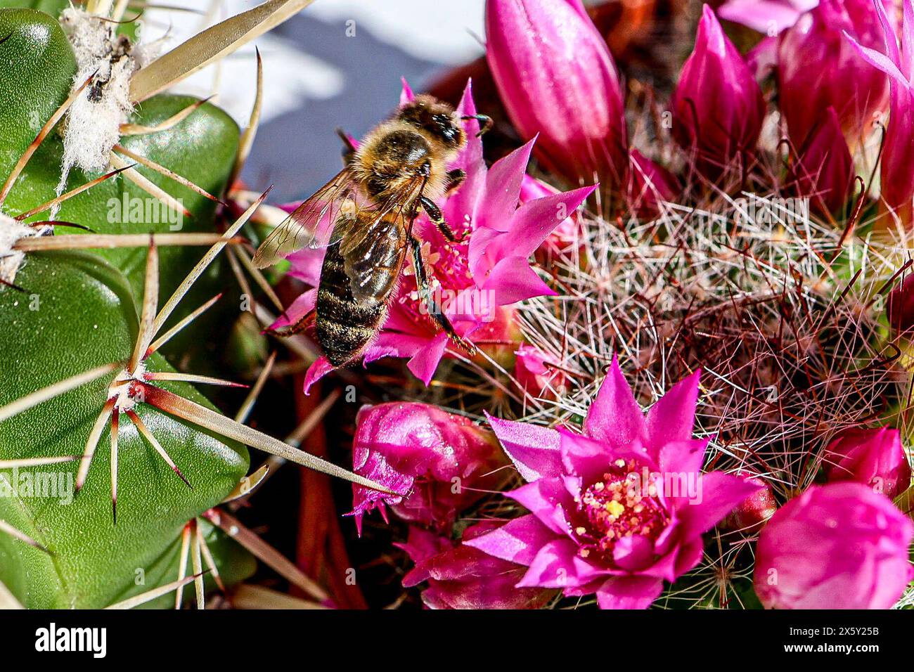 Thelocactus conothelos hi-res stock photography and images - Alamy