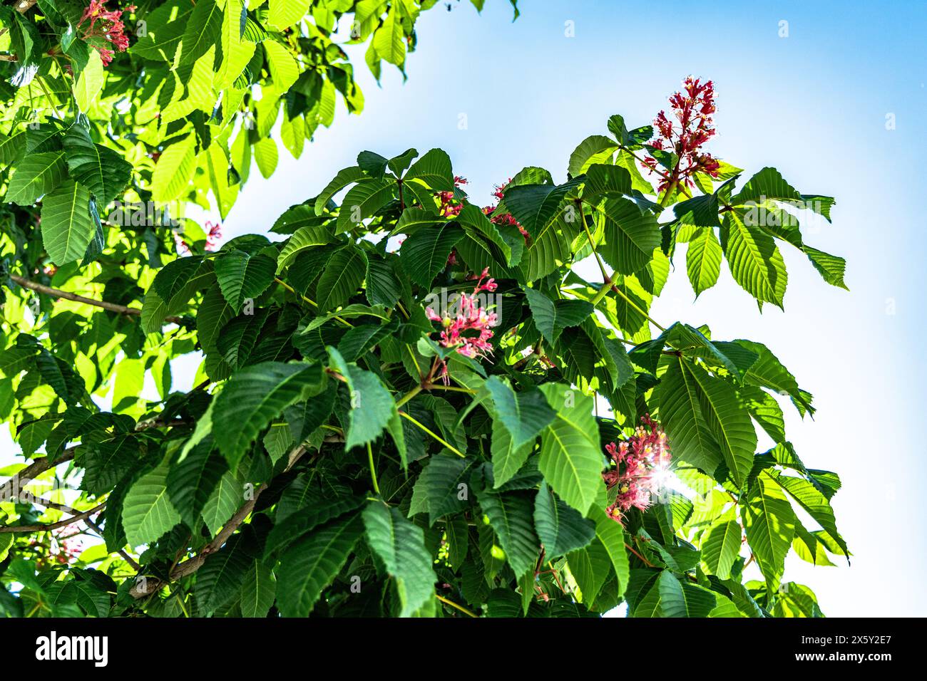 Vibrant pink flowers blooming on the Aesculus x carnea tree in springtime. glimpse of nature's beauty in the form of pink chestnut blossoms Stock Photo