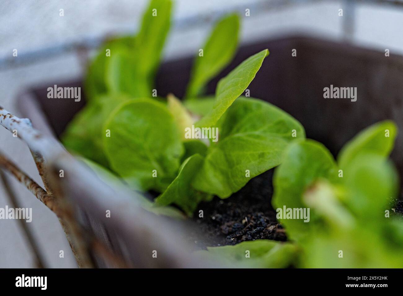 Herb planter, vertical garden for kitchen herbs. Stock Photo