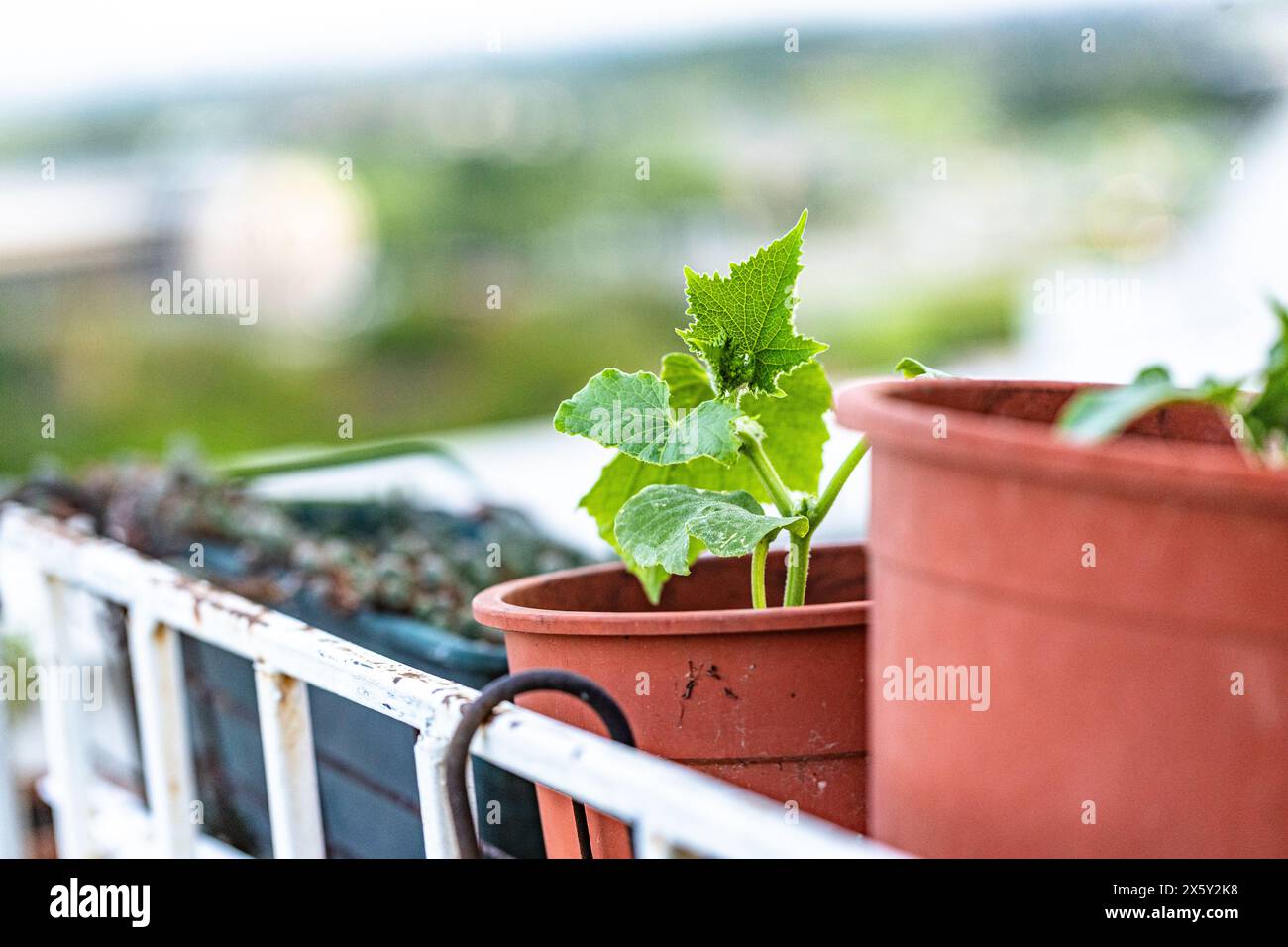 Culinary uses of herbs, fresh balcony harvest. Stock Photo