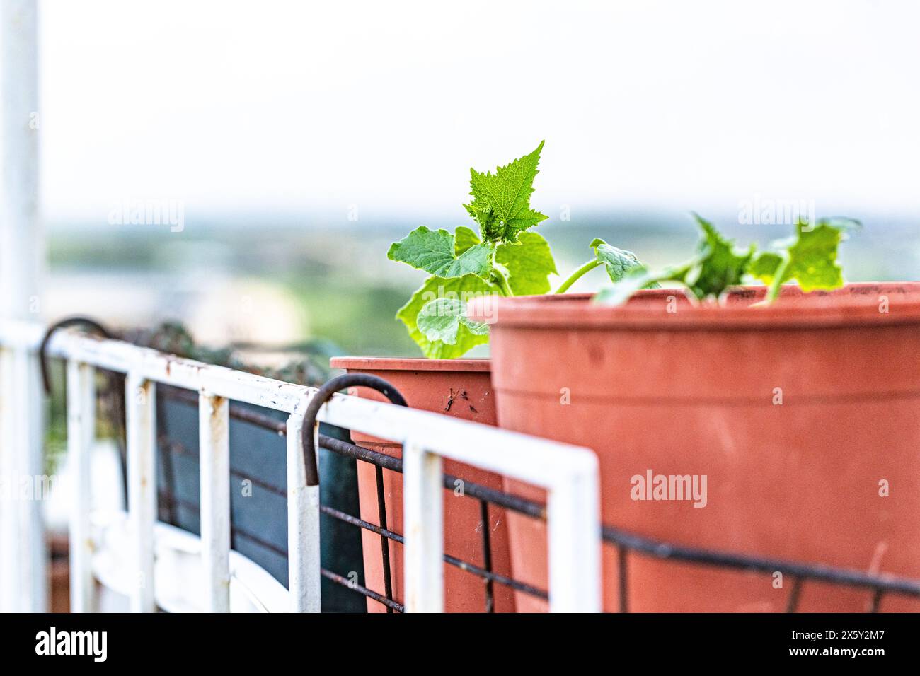 Herb growing tips, balcony herbal remedies. Stock Photo