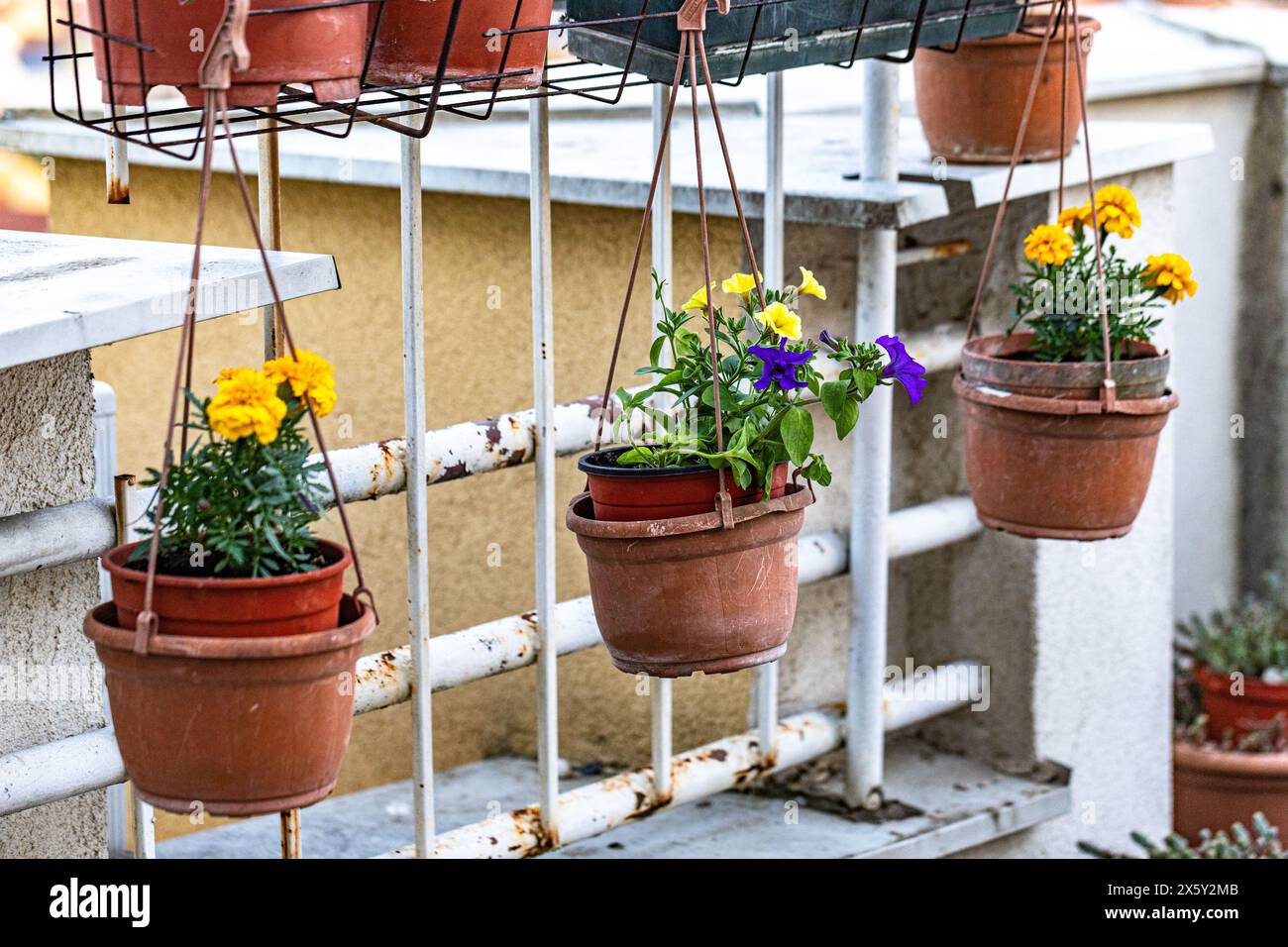 Yellow marigolds and blue petunias in pots on the terrace.Herb decor, aromatic balcony arrangement. Stock Photo