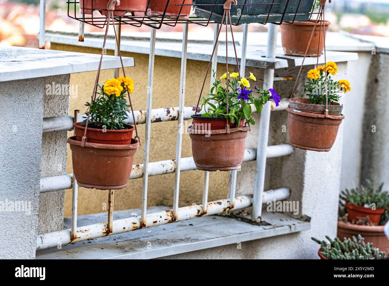 Urban herb gardening, small-space balcony oasis. Stock Photo