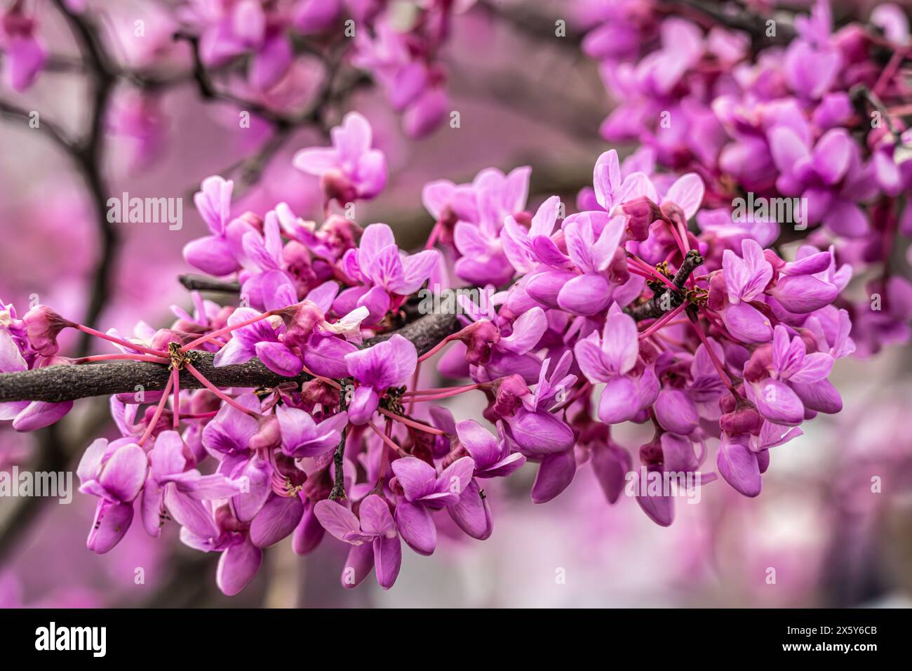 Beautiful blossoming Eastern Redbud trees in Snellville (Metro Atlanta), Georgia. (USA) Stock Photo