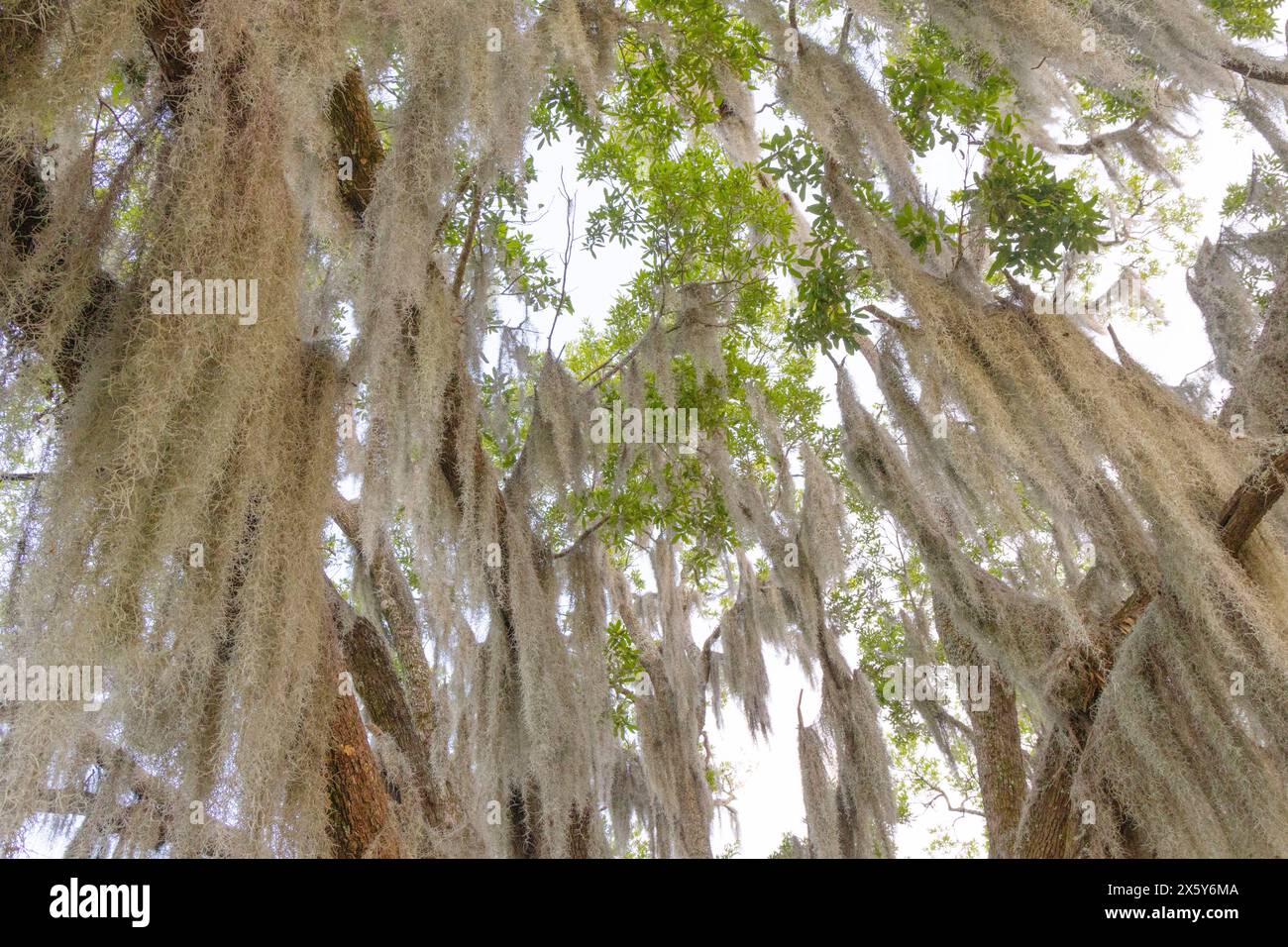 A scenic sunset view of Spanish Moss covered Live Oak Tree branches ...