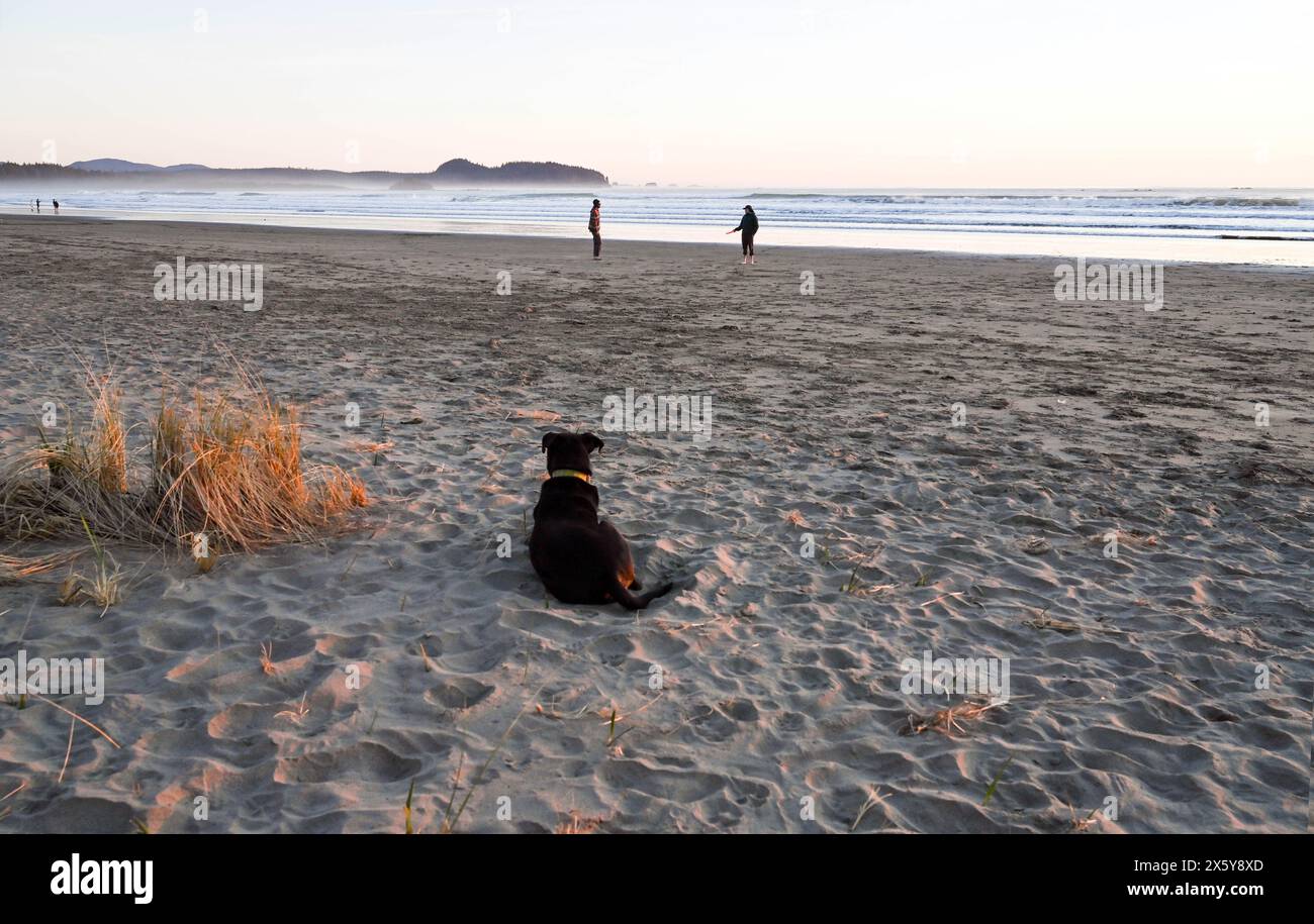 Dog days at the beach Stock Photo