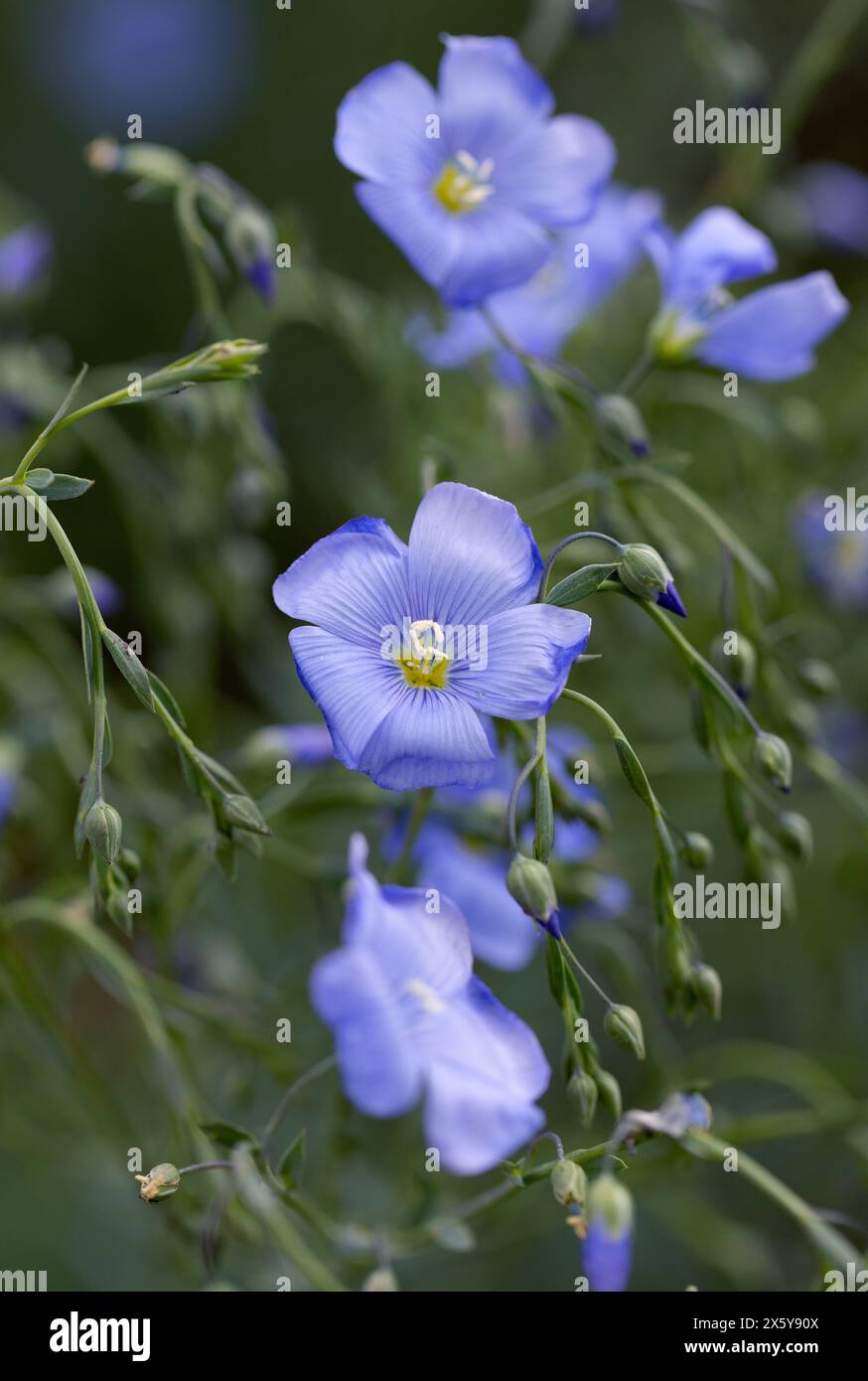 Flax (linseed) flower & flaxseed plant blossom field. Linum usitatissimum  or common flax flower, linseed, flaxseed oil crop. Close up of blue flax  see Stock Photo - Alamy