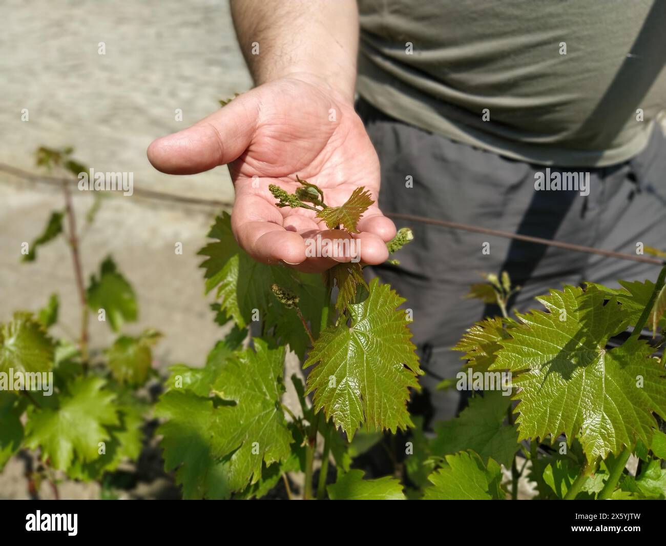 Grape Inflorescence Position Close up of the hands of a vintner or grape farmer inspecting the grape ...