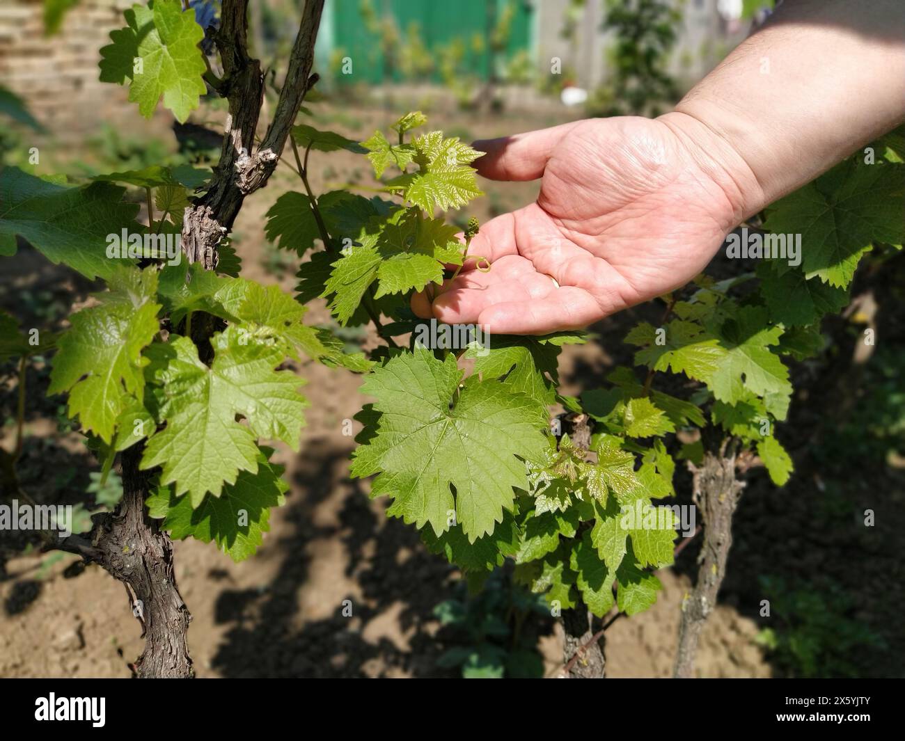 Grape Inflorescence Position Close up of the hands of a vintner or grape farmer inspecting the grape ...