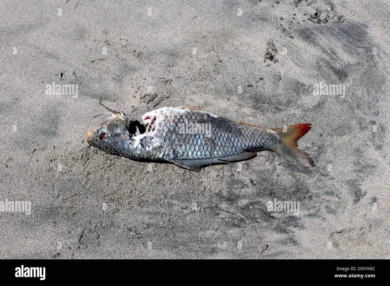 Lido di Ostia - Pesce morto sulla spiaggia Stock Photo