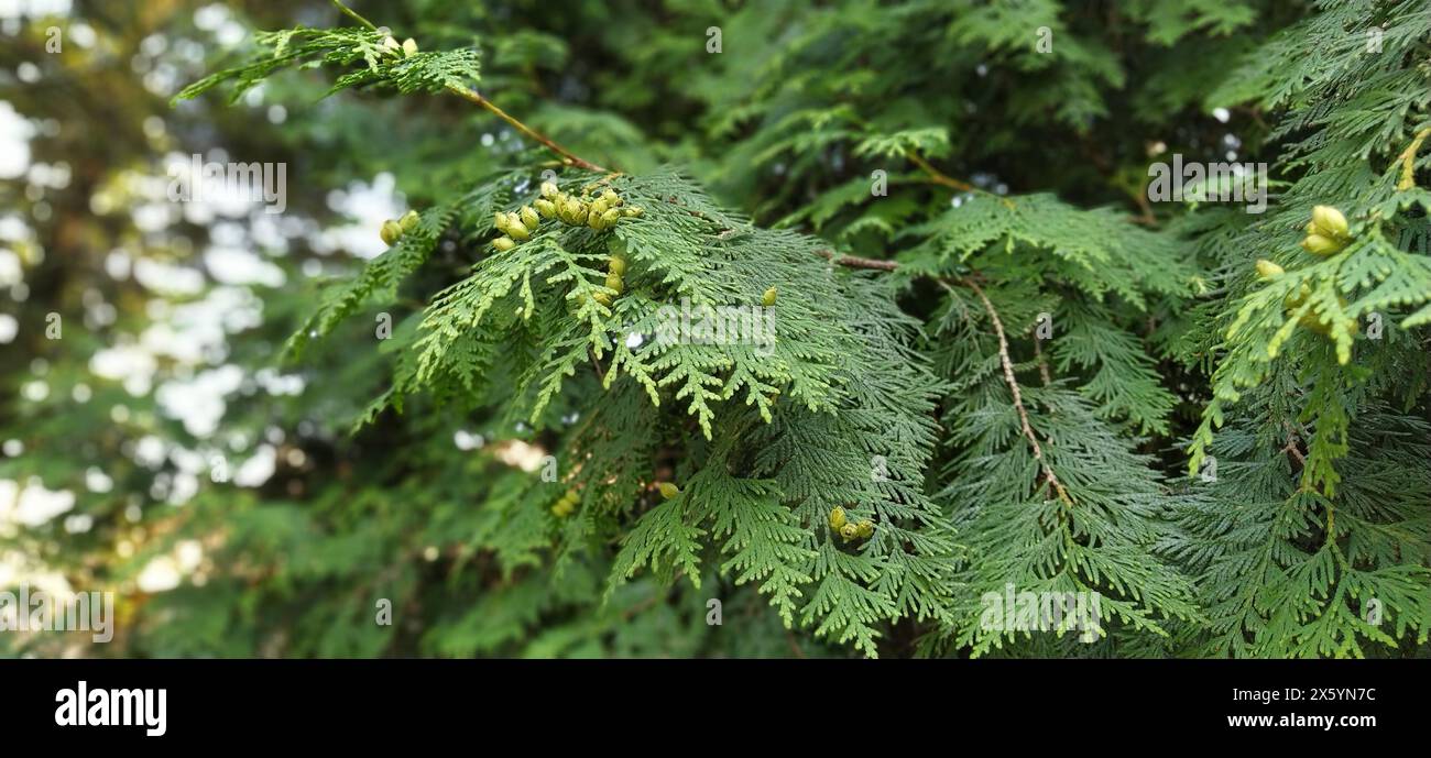Cypress cedar tree branch. Thuja occidentalis bush is evergreen coniferous tree, in cypress family Cupressaceae. Macro of cypress branch with cones Stock Photo