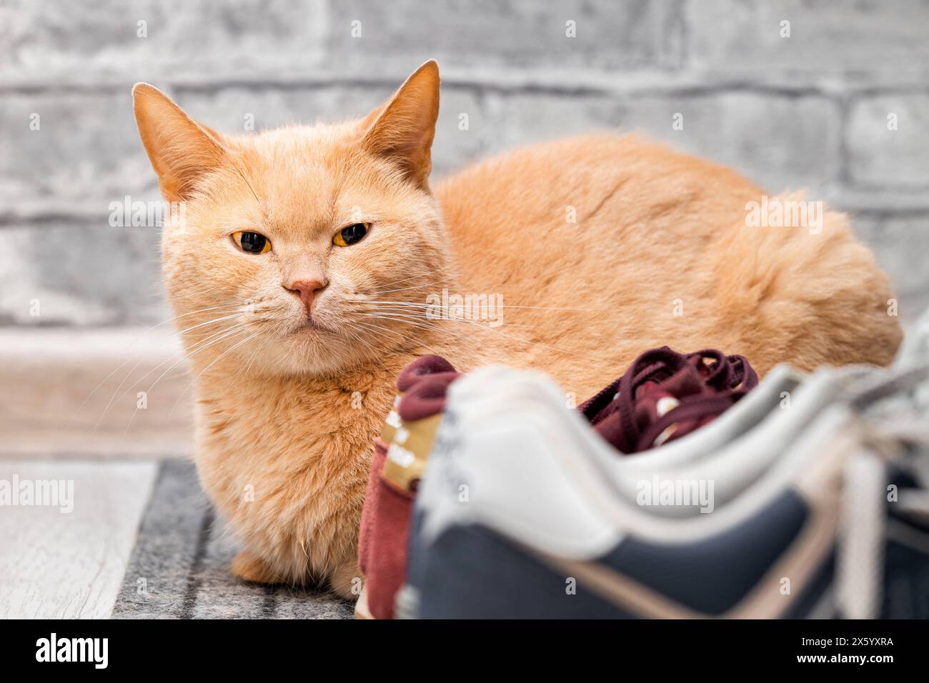 Cat in shoes hi res stock photography and images Alamy
