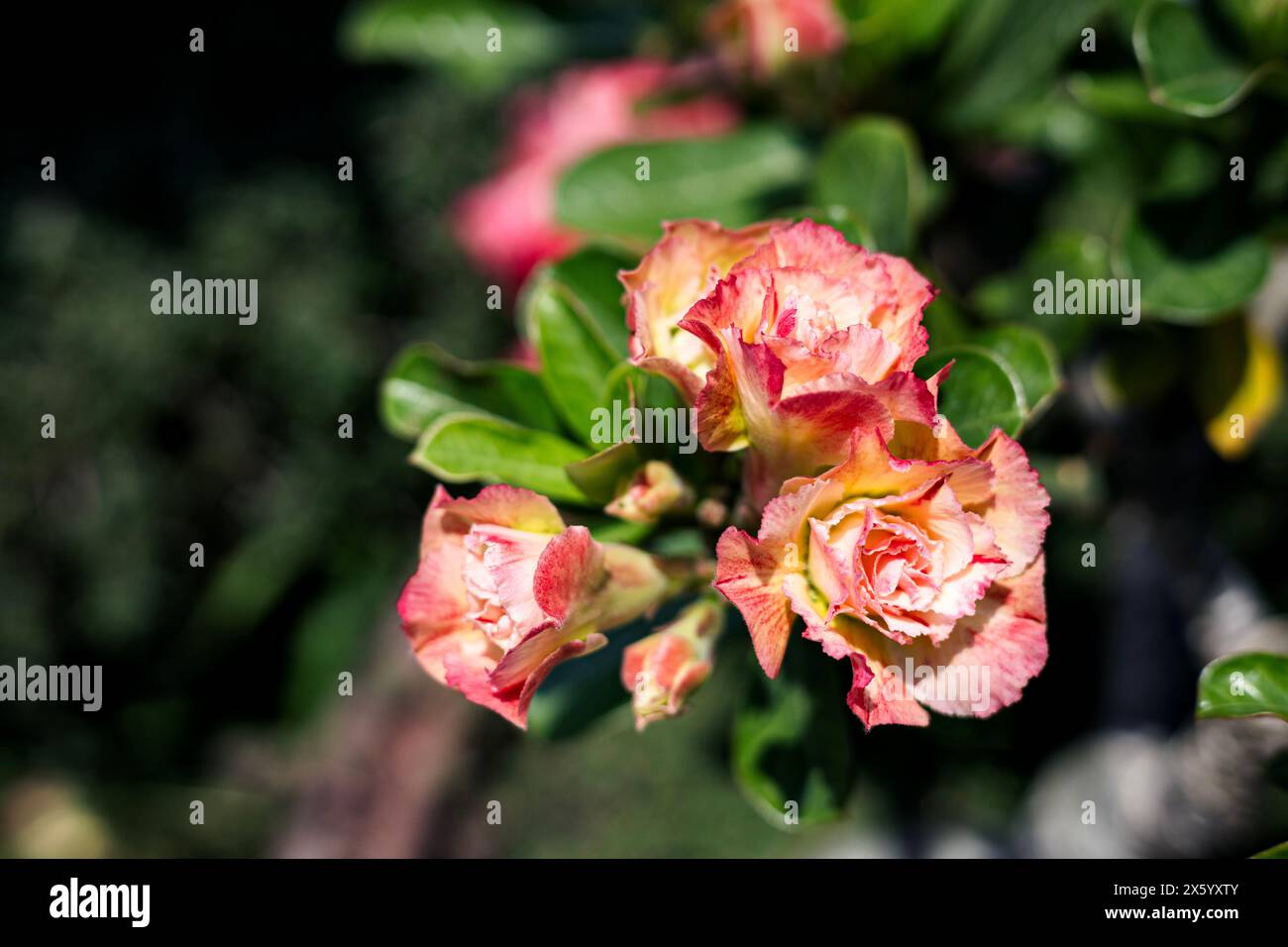 Adenium Flowers Have Three Colors Mixed Together Stock Photo - Alamy