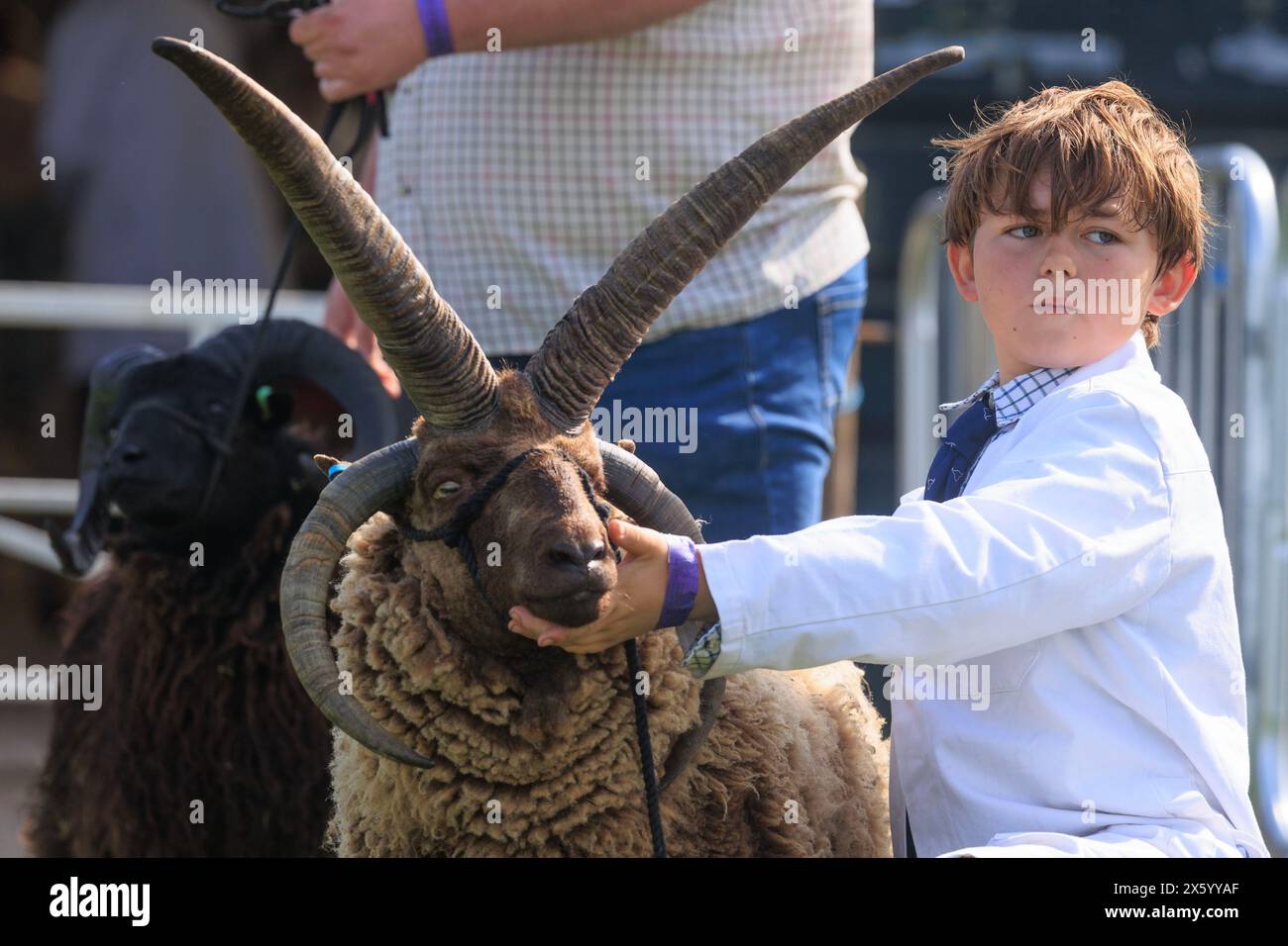 Newark,Nottinghamshire, UK. 11th May 2024  A young shepherd shows his sheep at the 2024 Nottinghamshire County show  Picture Credit: Tim Scrivener/Alamy Live News Stock Photo